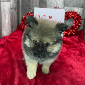 Pomeranian Puppy Dexter