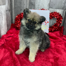Pomeranian Puppy Dexter