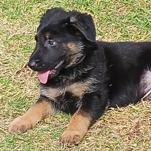 German Shepherd Dog Puppy Trix
