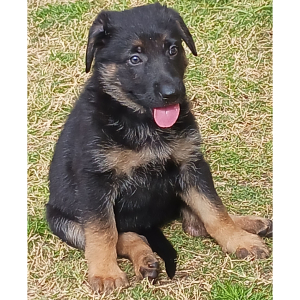 German Shepherd Dog Puppy Trix