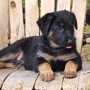 German Shepherd Dog Puppy Trix