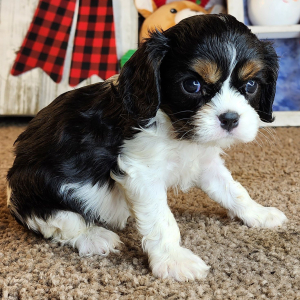 Cavalier King Charles Spaniel Puppy Ofelia