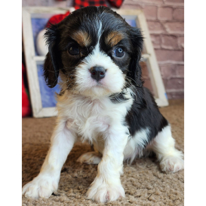 Cavalier King Charles Spaniel Puppy Ofelia