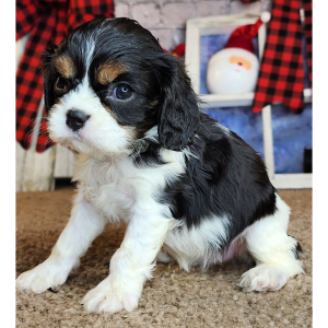 Cavalier King Charles Spaniel Puppy Ofelia