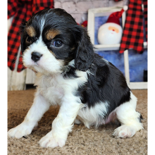 Cavalier King Charles Spaniel Puppy Ofelia