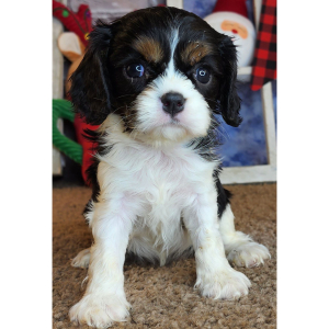 Cavalier King Charles Spaniel Puppy Ofelia