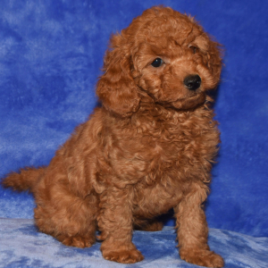 Goldendoodle Puppy Gabbi