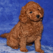 Goldendoodle Puppy Gabbi
