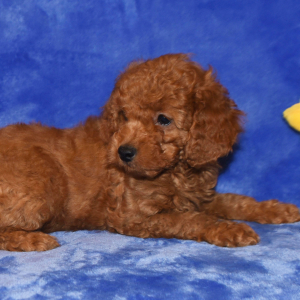 Goldendoodle Puppy Gabbi