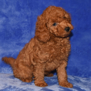 Goldendoodle Puppy Gabbi
