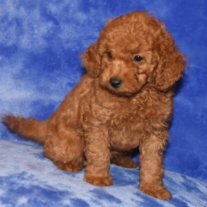 Goldendoodle Puppy Gabbi