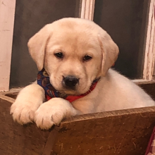 Labrador Retriever Puppy Laddy