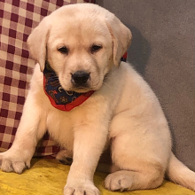 Labrador Retriever Puppy Laddy