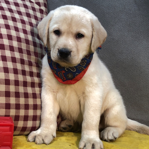 Labrador Retriever Puppy Laddy