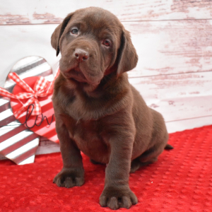 Labrador Retriever Puppy Finn