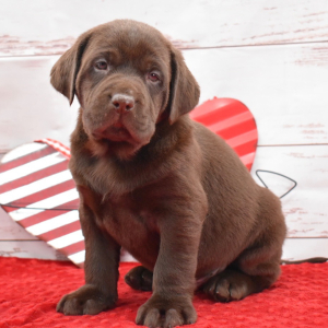 Labrador Retriever Puppy Finn