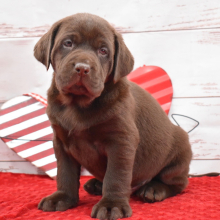 Labrador Retriever Puppy Finn
