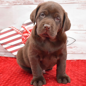 Labrador Retriever Puppy Finn