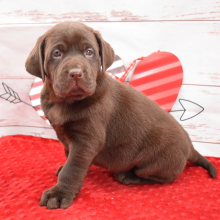 Labrador Retriever Puppy Finn