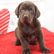 Labrador Retriever Puppy Finn
