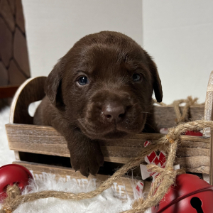 Labrador Retriever Puppy Coco