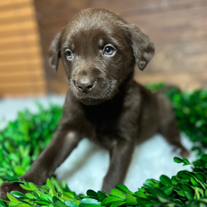 Labrador Retriever Puppy Coco
