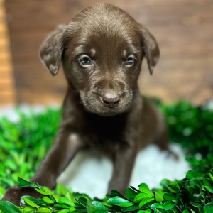 Labrador Retriever Puppy Coco