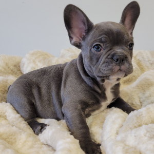 French Bulldog Puppy Sully