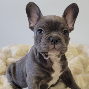 French Bulldog Puppy Sully
