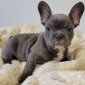 French Bulldog Puppy Sully
