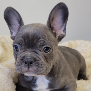 French Bulldog Puppy Sully