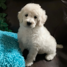 Poodle Puppy Cashy
