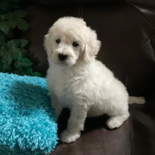 Poodle Puppy Cashy