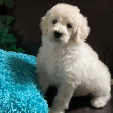 Poodle Puppy Cashy