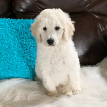 Poodle Puppy Cashy