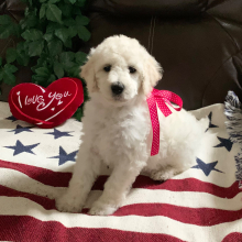 Poodle Puppy Miss Queenie