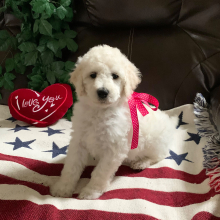 Poodle Puppy Miss Queenie