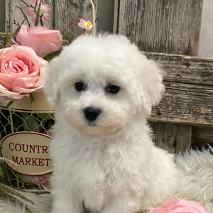 Bichon Frise Puppy Melody