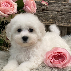 Bichon Frise Puppy Melody