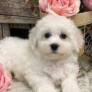 Bichon Frise Puppy Melody