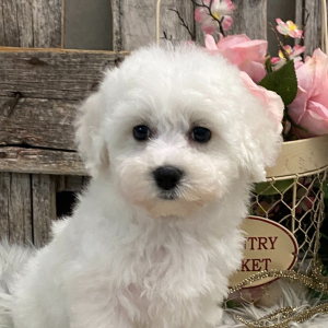 Bichon Frise Puppy Melody