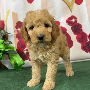 Goldendoodle Puppy Salina