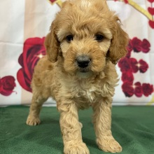 Goldendoodle Puppy Salina