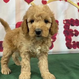 Goldendoodle Puppy Salina