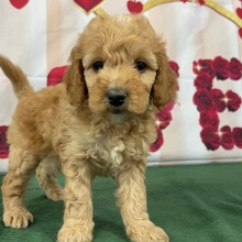 Goldendoodle Puppy Salina