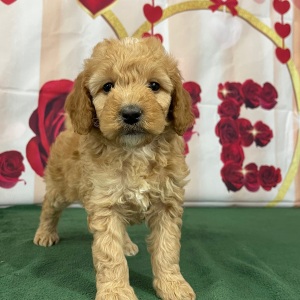 Goldendoodle Puppy Salina