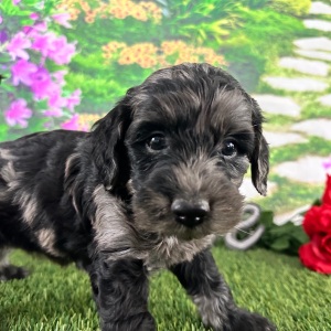 Goldendoodle Puppy Amber