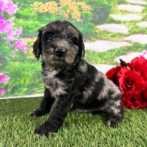 Goldendoodle Puppy Amber
