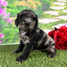 Goldendoodle Puppy Amber