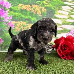 Goldendoodle Puppy Amber